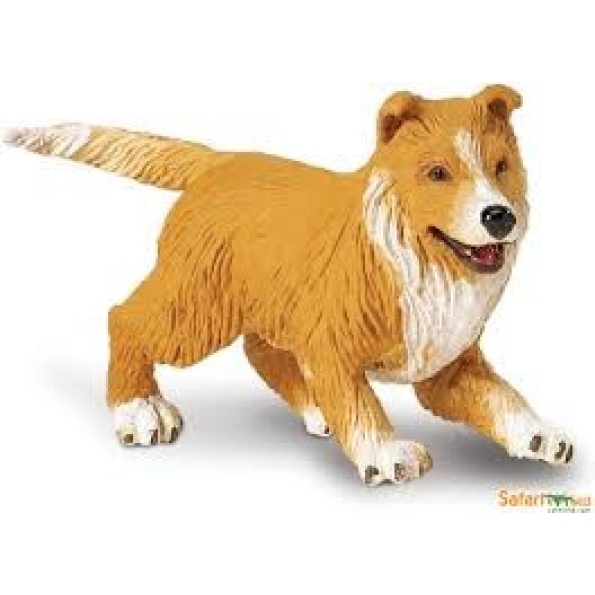 Safari- Collie Puppy