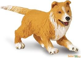 Safari- Collie Puppy